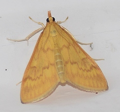 Ostrinia nubilalis