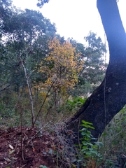 Carya ovata mexicana