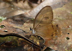 Haetera piera