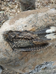 Antrostomus arizonae