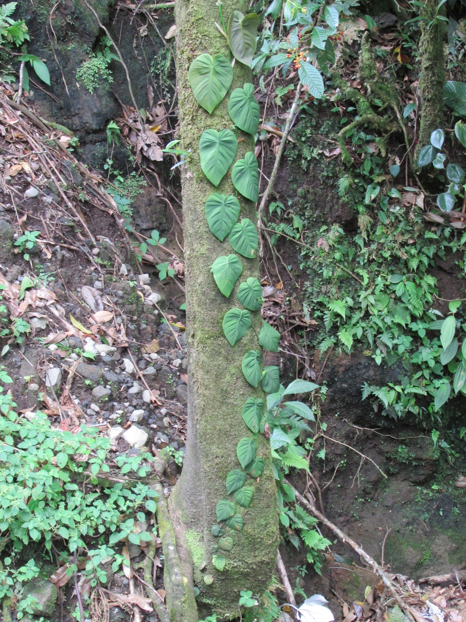 Philodendron scandens Micans