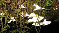 Gloeoporus phlebophorus