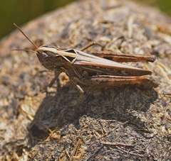 Omocestus petraeus