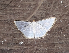 Leuciris