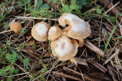 Agaricineae