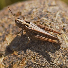 Omocestus petraeus