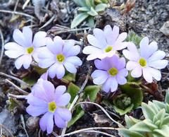 Primula walshii