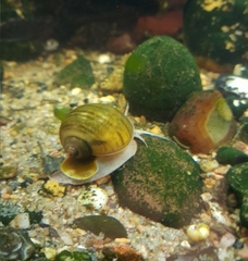 Pomacea canaliculata