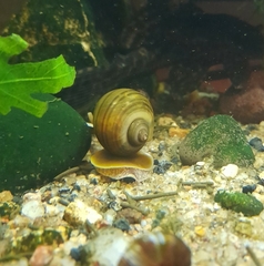 Pomacea canaliculata