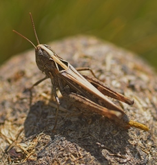 Omocestus petraeus