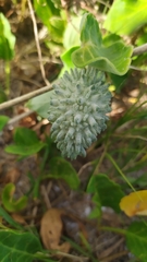 Ibatia ganglinosa