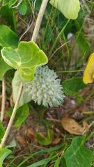 Ibatia ganglinosa