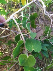 Ibatia ganglinosa