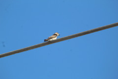 Stelgidopteryx serripennis ridgwayi