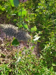 Ibatia ganglinosa