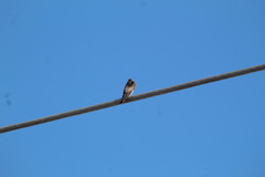 Stelgidopteryx serripennis ridgwayi