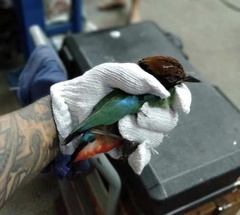 Pitta sordida cucullata