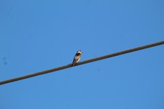 Stelgidopteryx serripennis ridgwayi