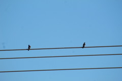 Stelgidopteryx serripennis ridgwayi