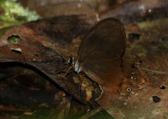 Haetera piera
