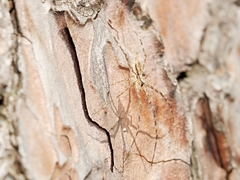Tamopsis fickerti
