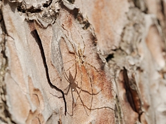Tamopsis fickerti
