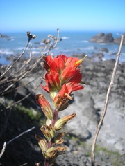 Castilleja litoralis