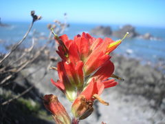 Castilleja litoralis
