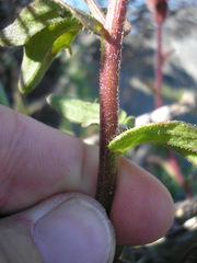 Castilleja litoralis
