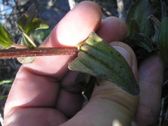 Castilleja litoralis