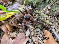 Cyrtopholis portoricae