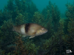 Notolabrus tetricus