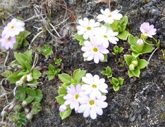 Primula walshii