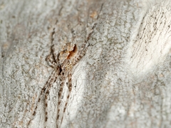 Tamopsis fickerti