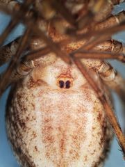 Rhysodromus alascensis