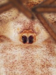 Rhysodromus alascensis