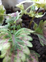 Coleus scutellarioides