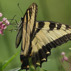 Papilio glaucus