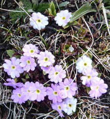 Primula walshii