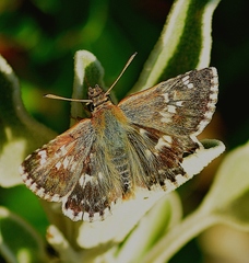 Muschampia alta