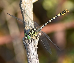 Onychogomphus forcipatus