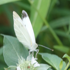 Pieris rapae