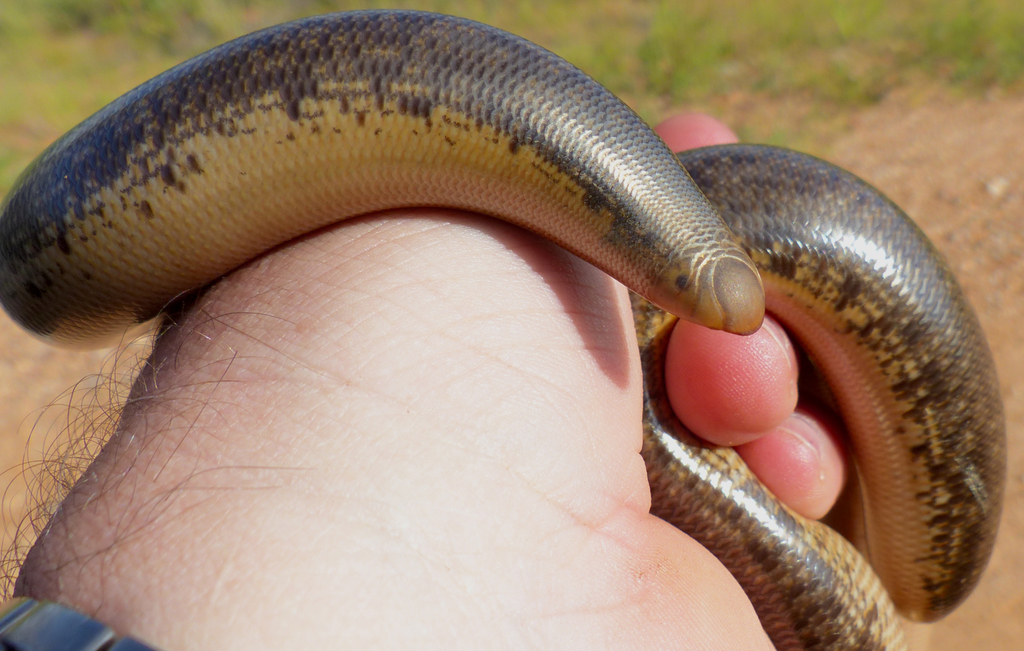 Schlegel's Giant Blind Snake