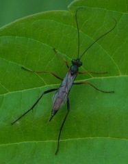Ichneumonidae