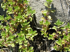 Thymus bashkiriensis