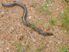 Afrotyphlops schlegelii