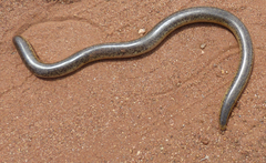 Afrotyphlops schlegelii