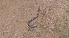 Afrotyphlops schlegelii