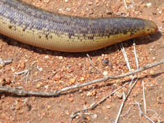 Afrotyphlops schlegelii