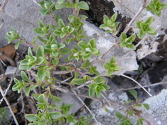 Thymus bashkiriensis
